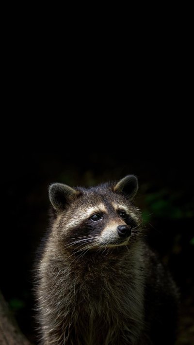 Енот-полоскун