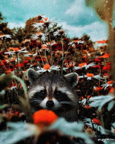 Осенний енот