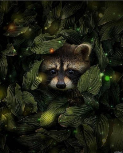 Енот-полоскун