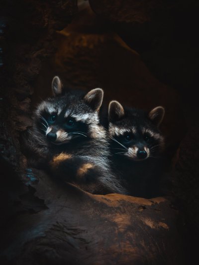 Енот картинка