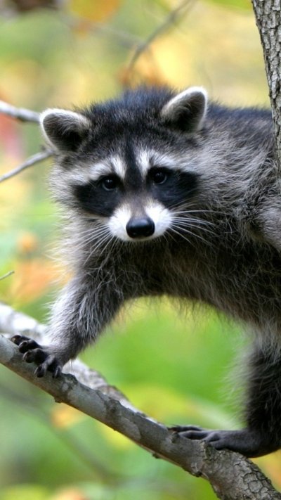 Енот-полоскун