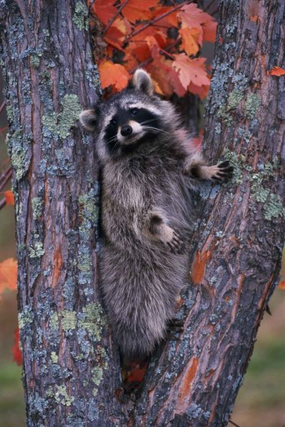 Енот-полоскун