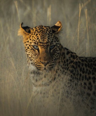 Аравийский леопард