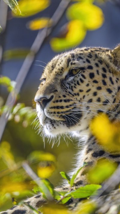 Хищники животные