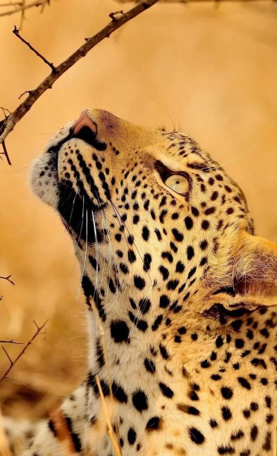 Пустынный леопард