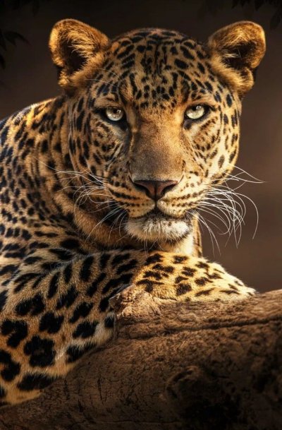 Красивый леопард