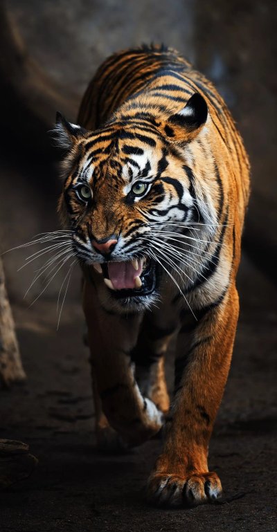 Фото тигра из аниме