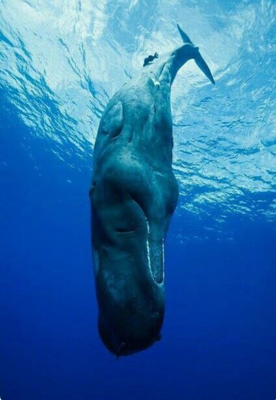 Китообразные Кашалот