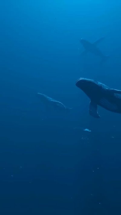 Кит под водой