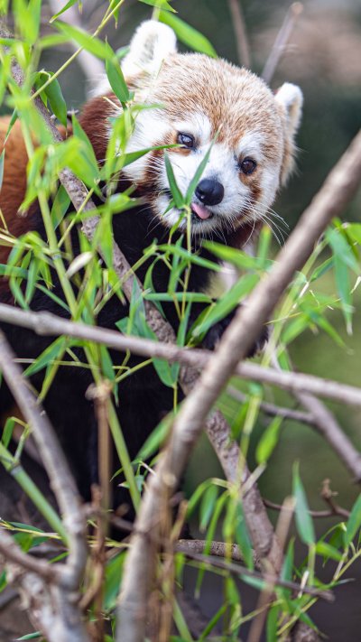 Огненная Панда