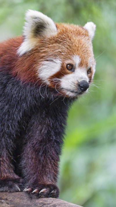 Красная Панда