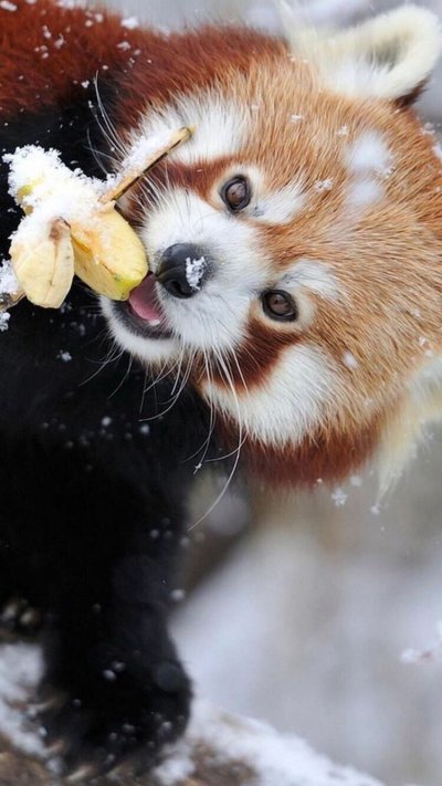 Красная Панда