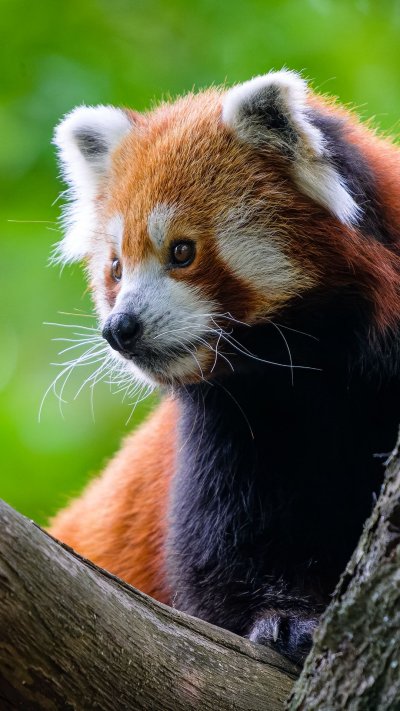 Рыжая Панда