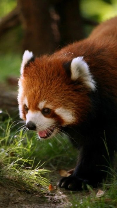 Красная Панда и енот