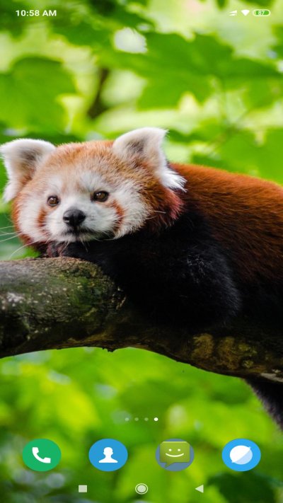 Гималайская красная Панда