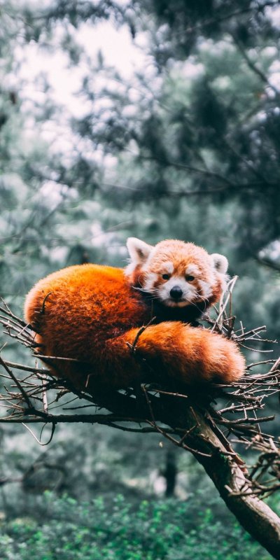 Красная Панда