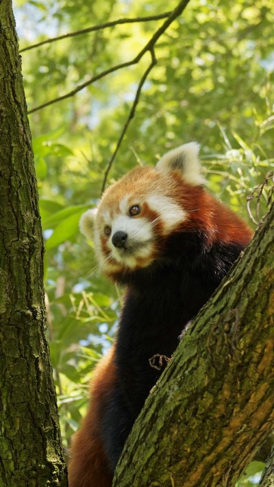 Рыжая Панда