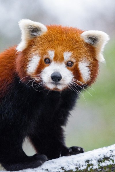 Гималайская красная Панда
