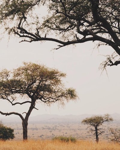 Саванны Африки