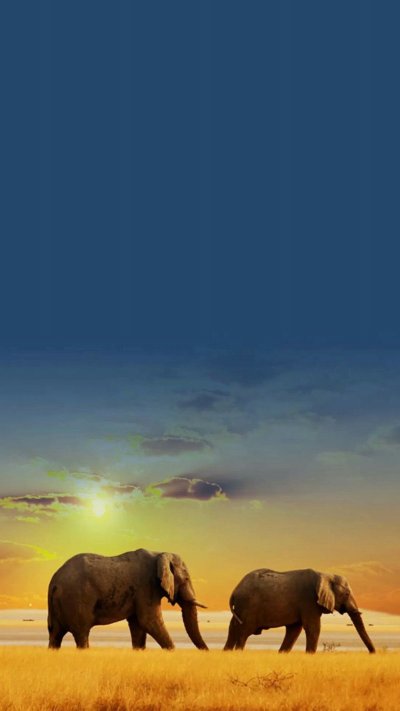 Красивые слоны