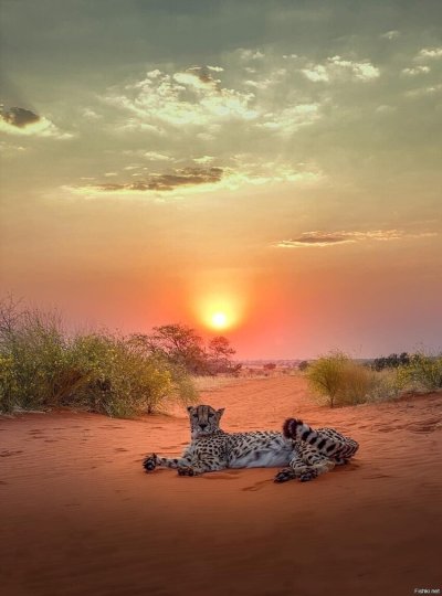 Гепард на фоне заката