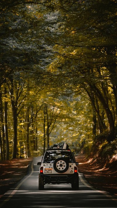 Машина в лесу