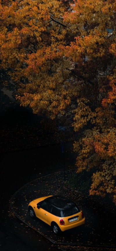 Осень машина в лесу