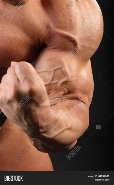 Бицепс культуриста