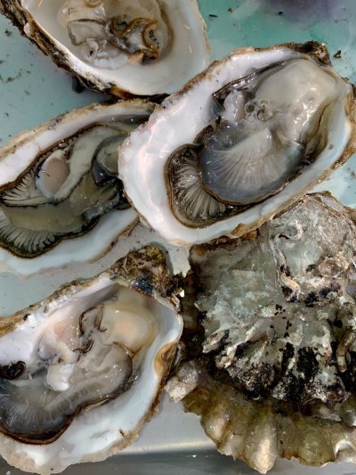 Ракушка устрицы