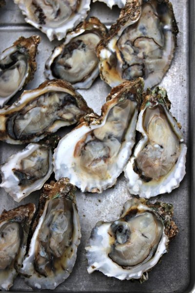 Устрица Ямато