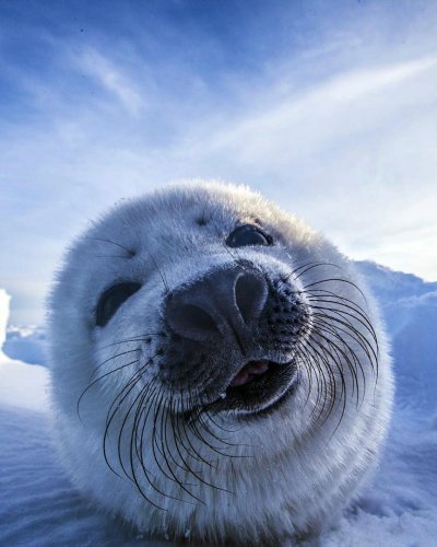 Байкальская Нерпа Белек