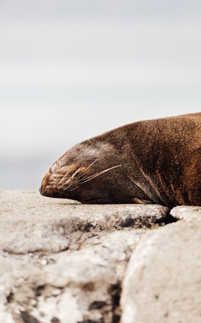 ЮАР морские котики