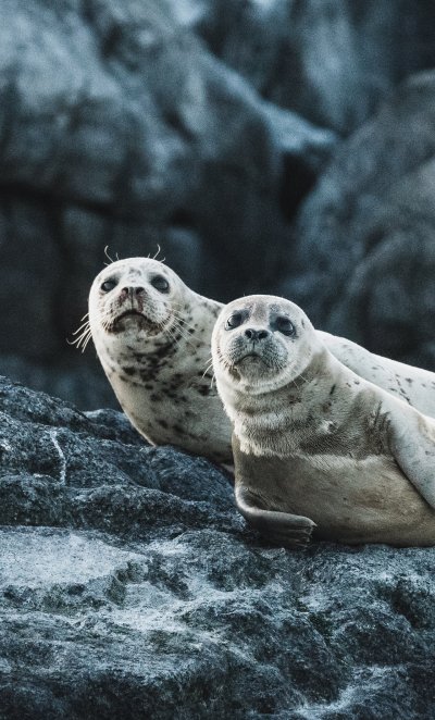 Ластоногие кормят детенышей