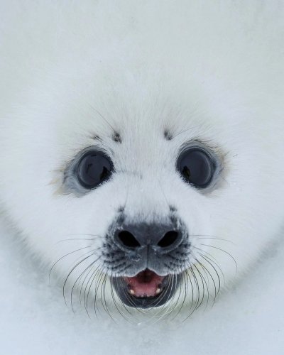 Байкальская Нерпа Белек