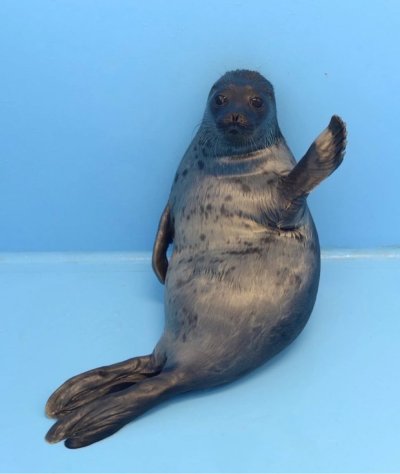 Кольчатая Нерпа детеныш