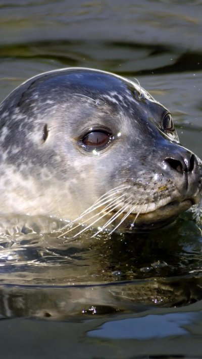 Тюлень Нерпа