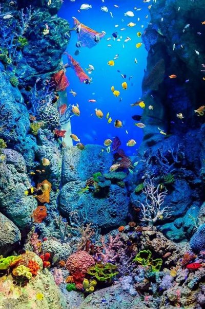 Рифы в океане