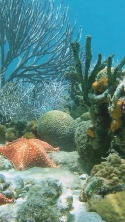 Морское дно