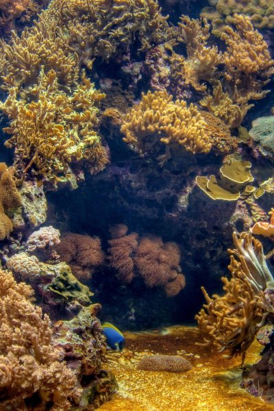 Морское дно