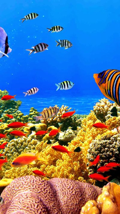 Живые обои аквариум и котята