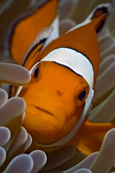 Рыба-клоун
