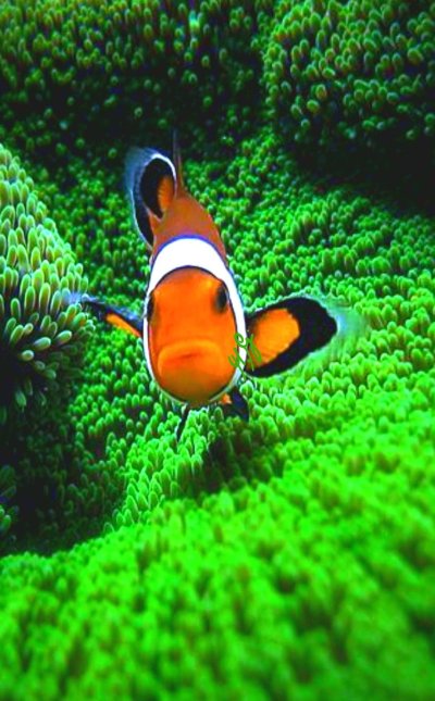 Аквариумные рыбки клоуны