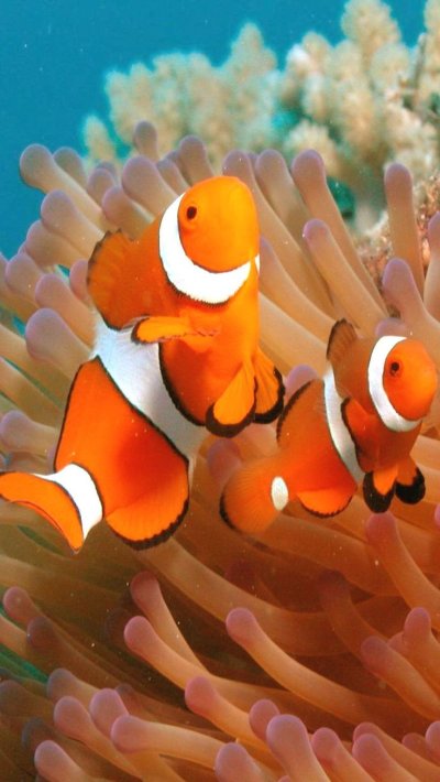 Рыба клоун отряд