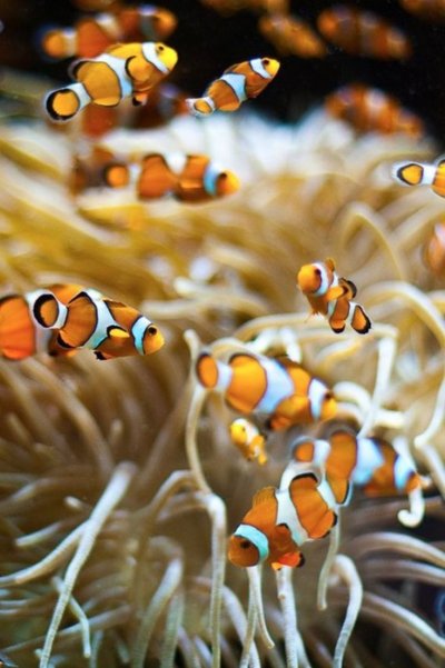 Рыба клоун и актиния