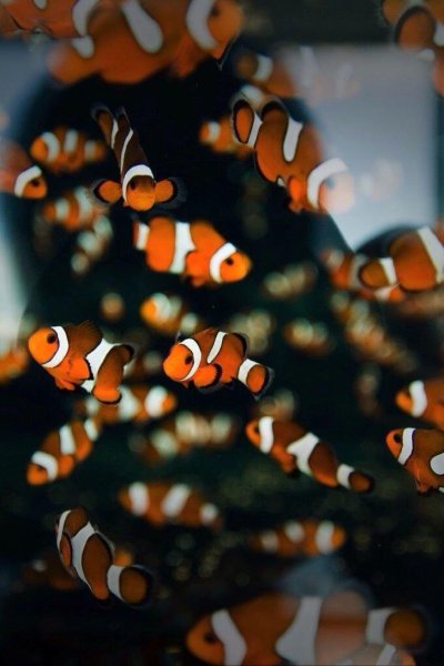 Рыба клоун Немо