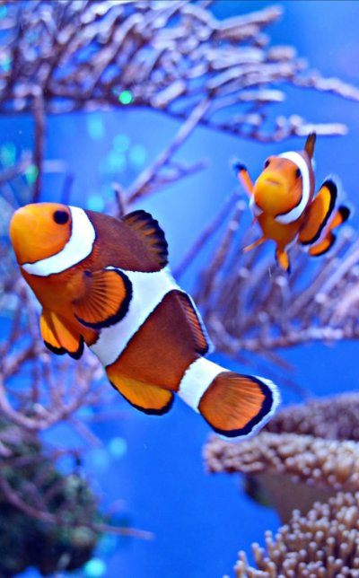 Красивые рыбы