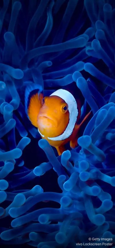 Рыба клоун в актинии