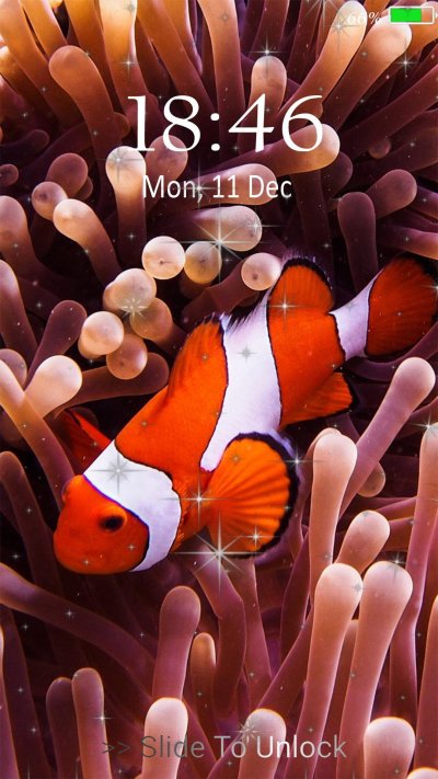 Рыбка-клоун