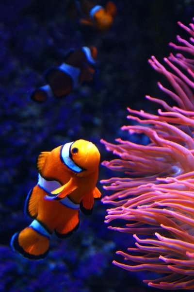 Рыбка-клоун