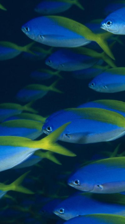 Стая рыб